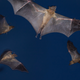 Illustration for article titled Finally, some good news: Tequila bats are off the endangered list